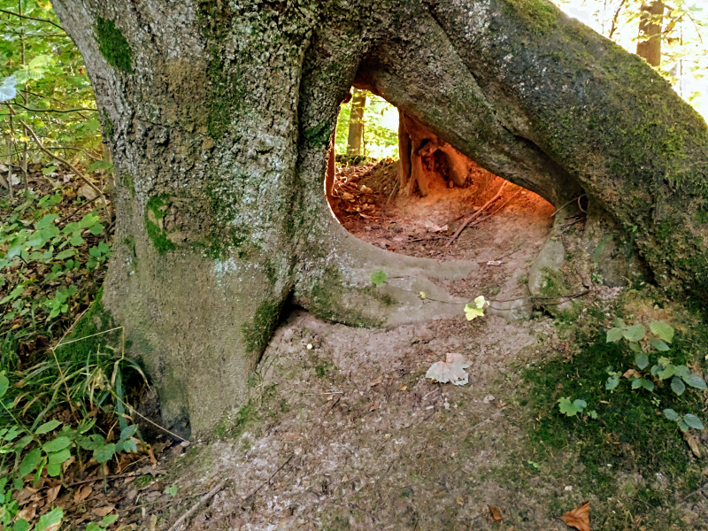 Duvenstedter Brook Wurzelhöhle