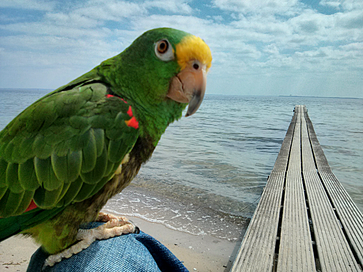 Papagei Coco, Gelbstirnamazone