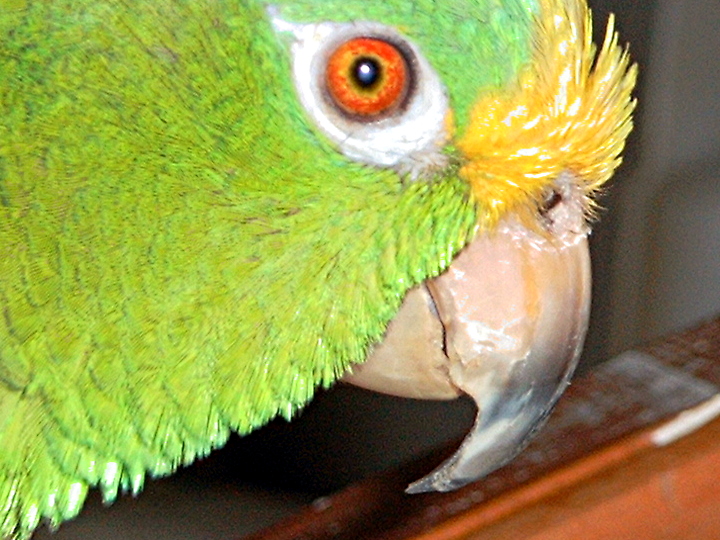 Papagei Schnabel
