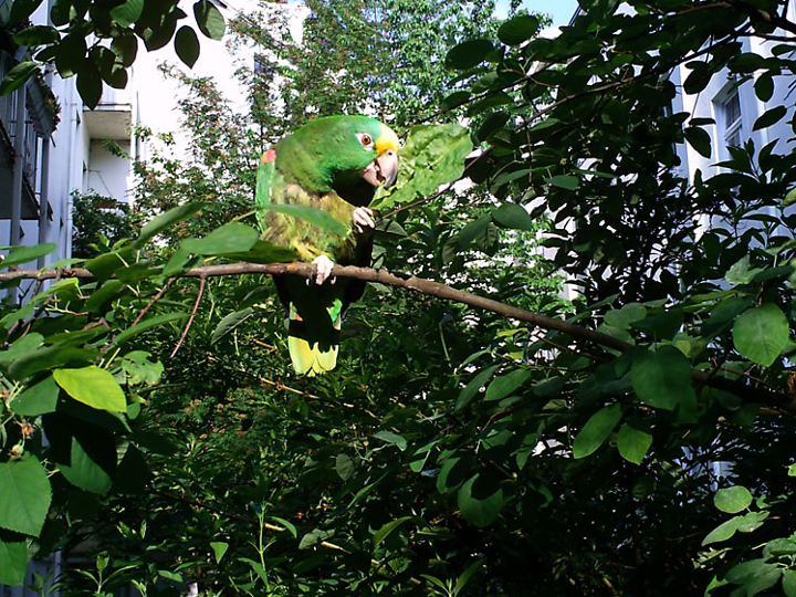 Papagei Gelbstirnamazone frisst Löwenzahn