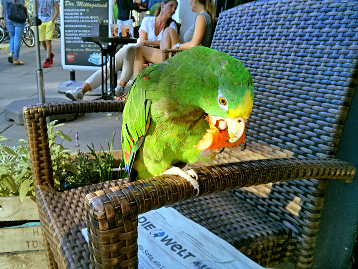 Papagei Gelbstirnamazone vor Campus Suite