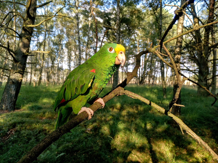 Papagei Gelbstirnamazone im Duvenstedter Brook