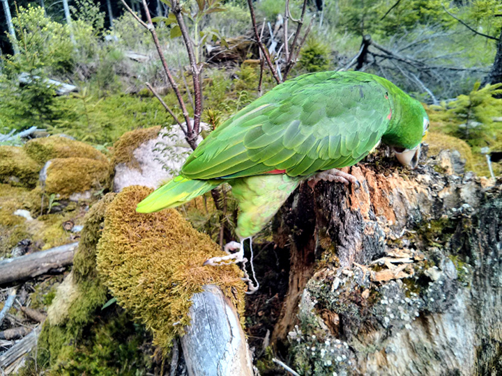 Papagei Gelbstirnamazone Waldboden