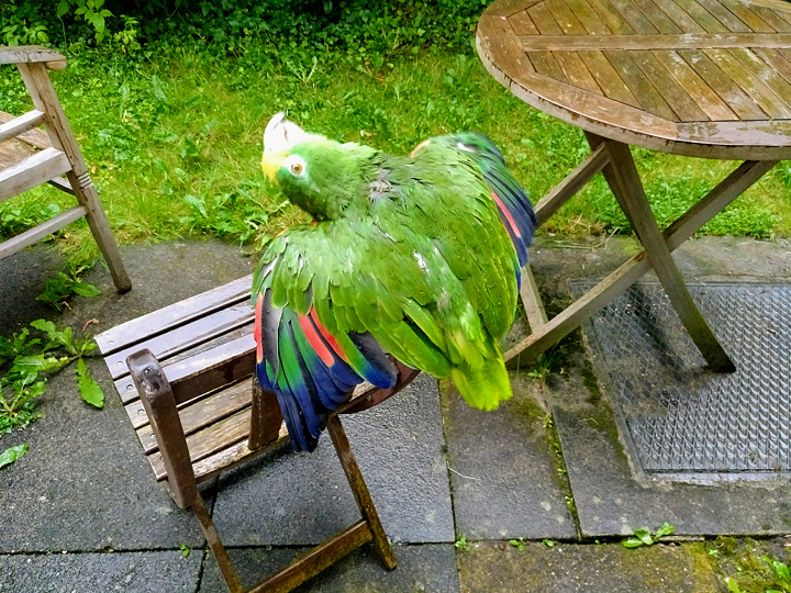 Papagei Gelbstirnamazone im Regen