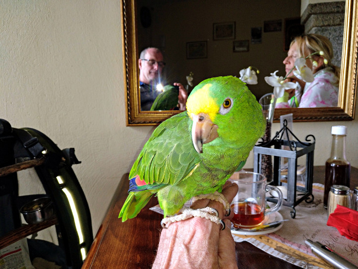 Papagei Gelbstirnamazone im Restaurant