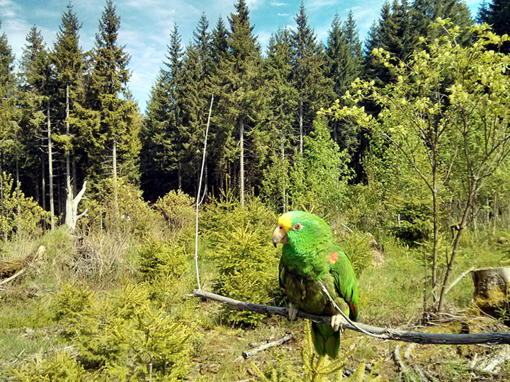 Papagei Gelbstirnamazone Lichtung im Wald