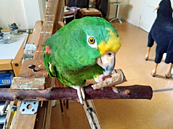Papagei Gelbstirnamazone frisst Brot mit Lachs