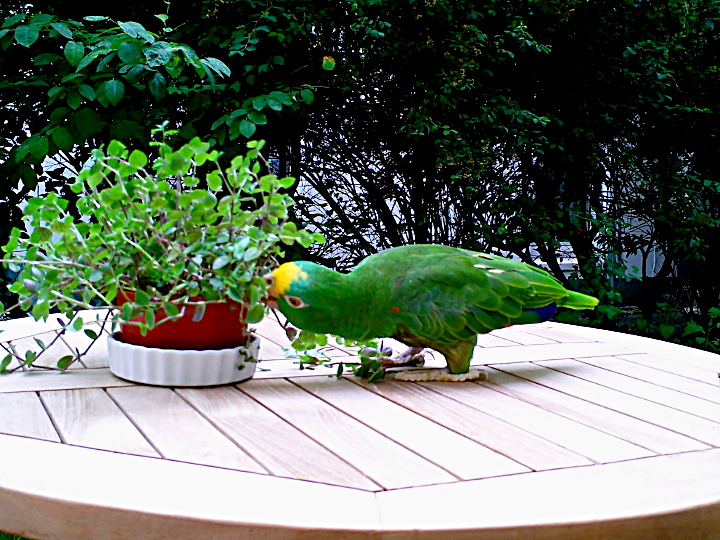 Papagei Gelbstirnamazone frisst Salat