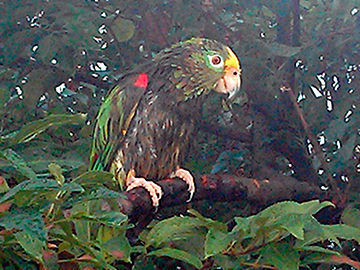 Papagei Gelbstirnamazone im Nebelwald