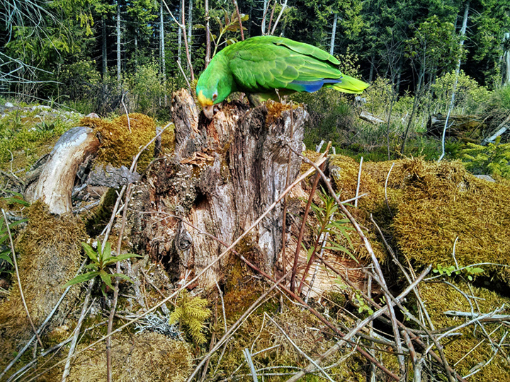 Papagei Gelbstirnamazone schreddert Baumstumpf