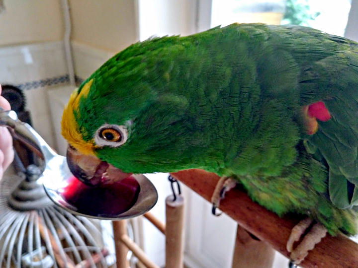 Papagei Gelbstirnamazone trinkt Granatapfelsaft