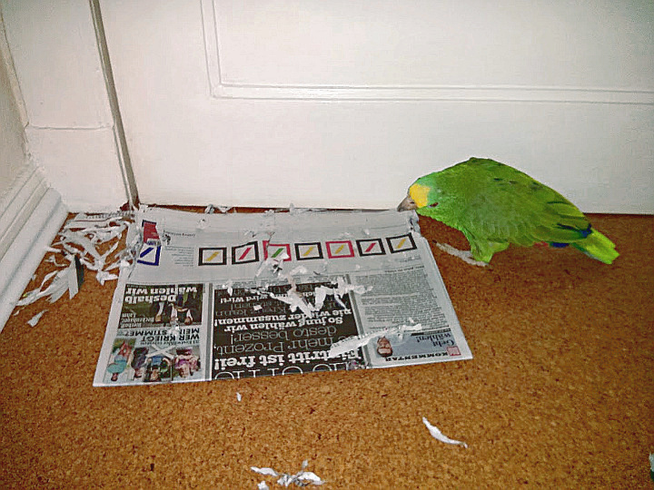 Papagei Gelbstirnamazone liest Zeitung
